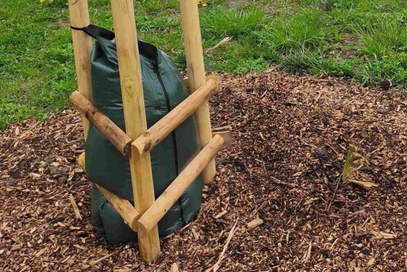 Racibórz wprowadza worki nawadniające dla młodych drzew